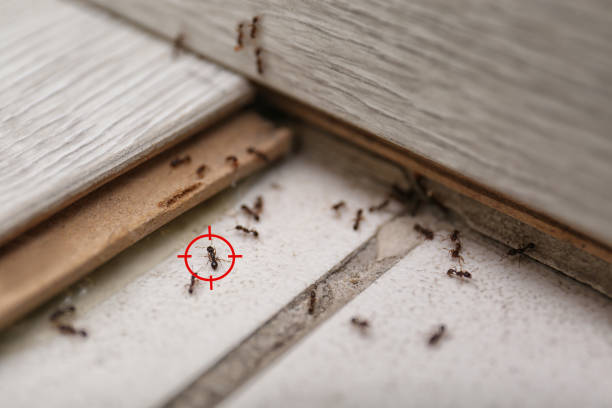 Best Residential Pest Control  in Mayflower, AR