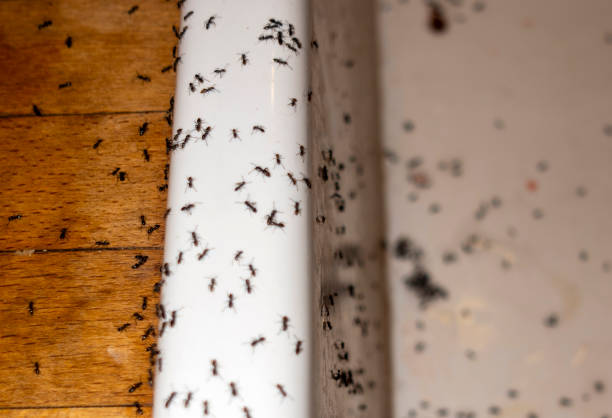 Best Bed Bug Extermination  in Mayflower, AR