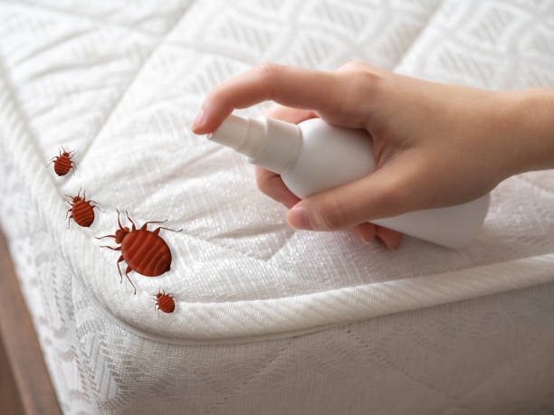 Best Ant Control Services  in Mayflower, AR