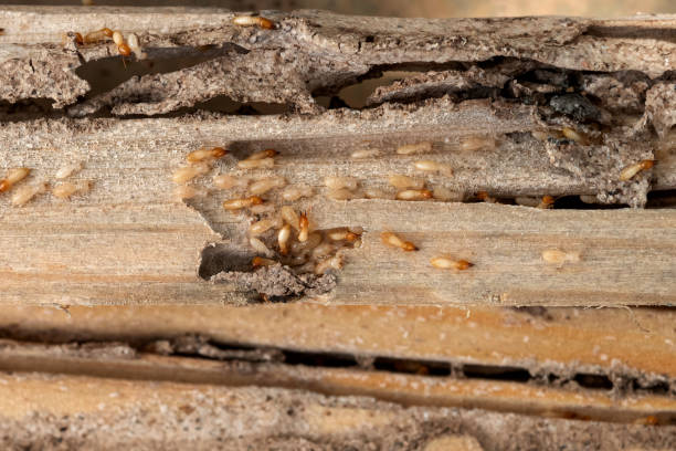 Pest Control for Restaurants in Mayflower, AR